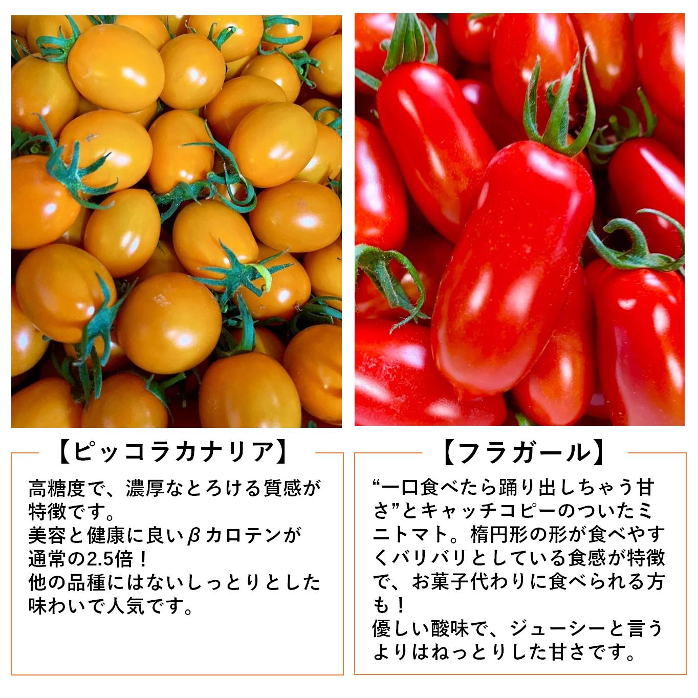 ＜2025年7月上旬よりお届け＞【農園直送】北海道壮瞥産　彩りミニトマト約2.7kg SBTO004
