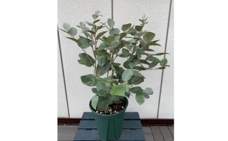 おしゃれなカラーリーフ  水色系青葉品種  フォッサギラ  ブルーシャドー〈プラス樹〉