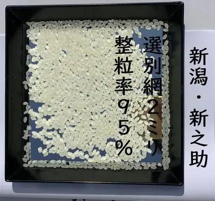 【令和8年産新米】整粒率95％の1等米！！ 阿賀野市産「新之助」無洗米 5kg 中島農場 精米 新潟県 米 こめ コメ お米 ごはん ご飯 農家直送 色彩選別済 新米 新米予約 令和8年産 9月下旬よ