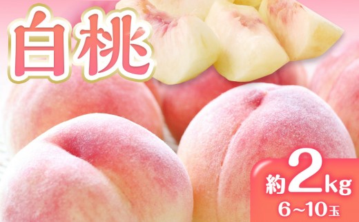 
                  先行予約 白桃 桃 もも 約2kg 6-10玉入り | 香川県産 果物 くだもの フルーツ ジューシーな果汁と果肉が自慢
                