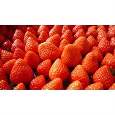2026年12月より順次発送　長野県産　紅白いちごのたべくらべセット　各3パック【1.2kg】【配送不可地域：離島】【1705549】