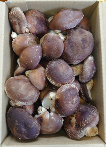 [訳あり] 原木 生しいたけ 800g 群馬県甘楽町産｜シイタケ 椎茸 国産 訳あり品 産地直送 おんだファーム 甘楽町 [0186]