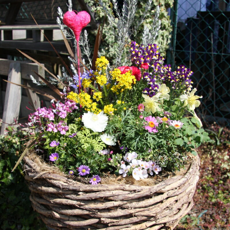 【ふるさと納税】季節の花の寄せ植え 38cm