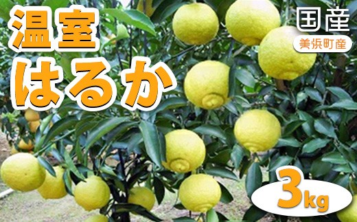 
                  国産（美浜町産）温室はるか 3kg入り　※2027年1月下旬頃より順次発送予定 | 温室 はるか 柑橘 果物 くだもの 甘い ジューシー ジャム ピール 果実 愛知県 美浜町
                