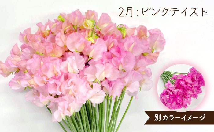 【R8年1月以降発送】 【生産農家直送！】【3回定期便】スイートピー 花束 50本（ホワイト・ピンク・紫）【木下農園】生花 [IBW007]