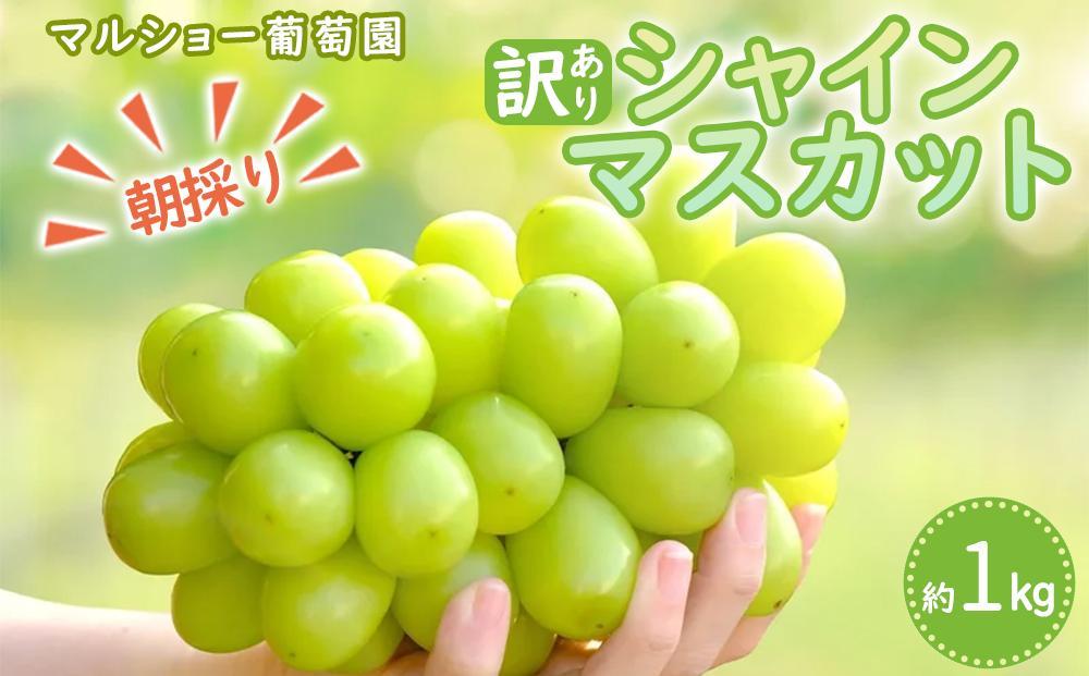 【2026年先行予約・数量限定】朝採り シャインマスカット 訳あり品 約１kg＜2026年8月中旬～発送＞ 232238_AV015-PR