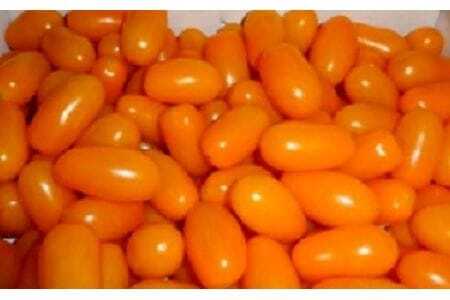 ≪今が旬！≫フルーツトマト あまえぎみ 約1kg ≪クレアオレンジ≫トマト