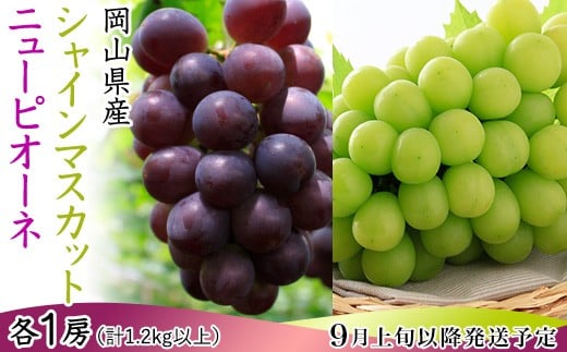 
            74-18 ぶどう2房（シャイマスカット・ニューピオーネ）計1.2kg以上【2025年9月上旬～10月上旬発送予定】
          