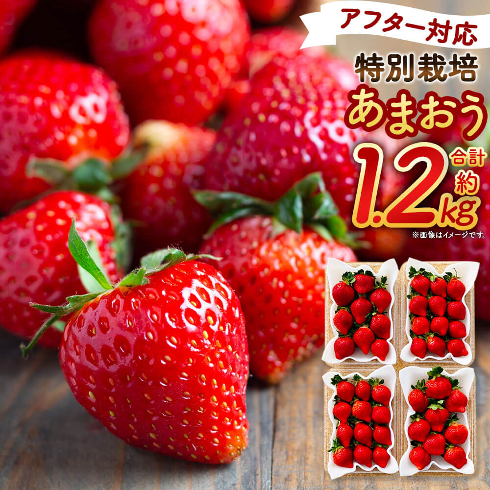 【ふるさと納税】＜予約＞【アフター対応】特別栽培 あまおう 合計約1.2kg 約300g×4パック 【2026年1月上旬～3月下旬発送予定】 福岡県産 いちご 果物 フルーツ 苺 イチゴ 九州産 国産 選べる発送月 冷蔵 送料無料