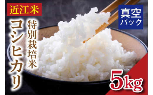 令和8年度産 先行予約  近江米『コシヒカリ』　特別栽培米　5キロ（真空梱包） DT-0002