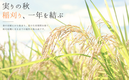 新潟県産こしいぶき 3kg 1等米 2025年産 三条市保内産 精米 白米 令和7年産 米 [はせがわ農園]【010S842】