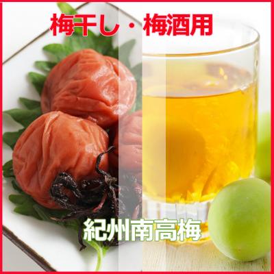 ふるさと納税 和歌山市 2025/6月より発送【梅干し・梅酒用】紀州和歌山の熟南高生梅3Lor2L-2kg |  | 01