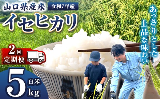 【 定期便 】 令和7年産 山口県産米 イセヒカリ 5kg 2回 ｜ 令和7年産 いせひかり 山口県産米 こめ お米 コメ 白米 精米 ごはん ご飯 瀬戸内 山口県 平生町 5kg