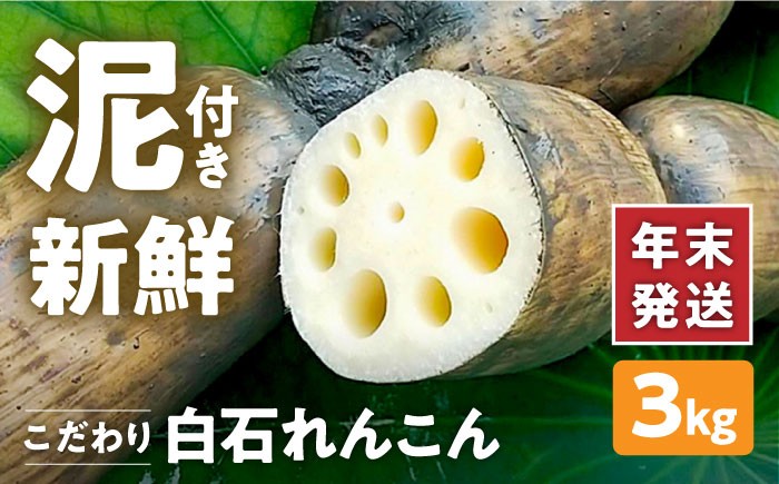 
                  【先行予約 年末発送】れんこん（泥付き） 3kg 【れんこんの家やました】 れんこん レンコン 蓮根 国産 野菜 新鮮 旬 冬 人気 2026年 令和8年 12月発送 筑前煮 お節 正月 年末発送 特産品 佐賀県 白石 白石町 [IAW003]
                