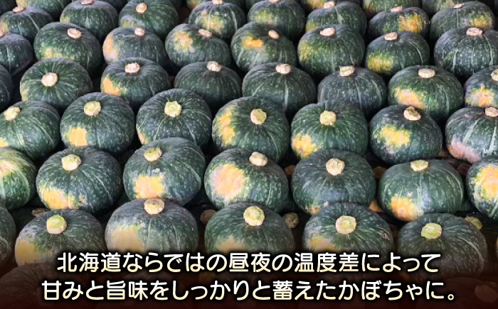 【先行予約/9月順次発送】北海道産 こだわりかぼちゃ 約5kg（2～3玉）| かぼちゃ カボチャ 北海道 野菜 南瓜 | つくしの子農園 [BOAJ001]