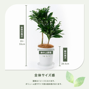 1月上旬～発送【観葉植物】ドラセナ コンパクター35cm～55cm(前園植物園/014-1437) 南国鹿児島県で育った 観葉植物！植物 鉢付 インテリア 室内 オフィス おしゃれ プレゼント ギフト