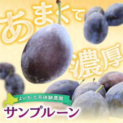 ふるさと納税 余市町 【先行受付:2026年9月中旬以降発送】余市産 生プルーン 1.6kg_Y127-0018 |  | 01