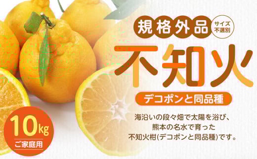 【規格外品】不知火 (デコポンと同品種) ご家庭用 10kg サイズ不選別 しらぬい みかん 果物 くだもの フルーツ 【2026年1月下旬～3月下旬迄発送予定】