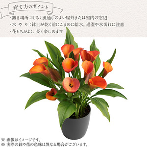 観賞用 花 カラー (5号) オレンジプライド | 栃木県 下野市 