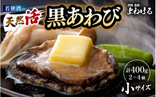 【先行予約】日本海若狭湾の 天然 活黒アワビ 計400g (2～4個) 小サイズ 【2026年9月より順次発送予定】 鮮度抜群  刺身 お造り バター焼き BBQ 入手困難 あわび アワビ 鮑 クロアワビ 黒あわび [m17-d005_09]