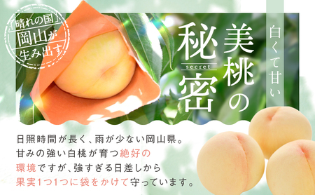 桃 2027年 先行予約 白桃 3玉 合計約800g もも モモ 岡山県産 国産 フルーツ 果物 ギフト