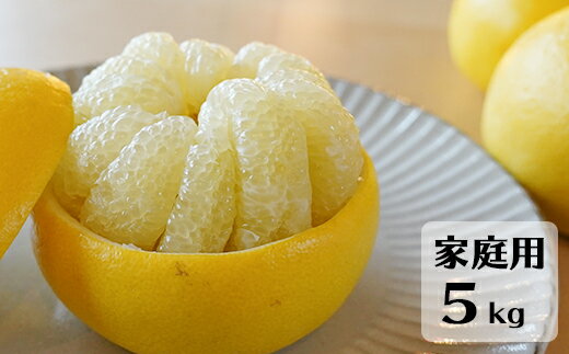 【ふるさと納税】【先行予約・2027年1月】土佐文旦 家庭用 5kg　数量限定 高知県産 文旦 路地 農家直送 訳あり 早出し