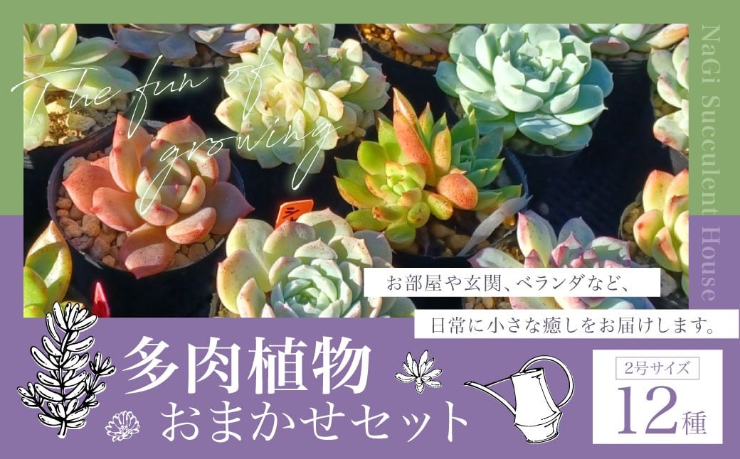 
                  多肉植物 おまかせセット 12種 セット 観葉植物 植物 多肉 初心者 ガーデニング 癒し インテリア 12種類
                