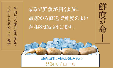 【先行ご予約受付中】氷詰めレンコン（1.5～2kg） B140-001