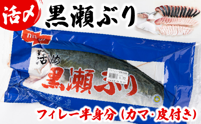 KRBF15-2605＜2026年5月発送＞活じめ！黒瀬ぶりの生鮮ブリフィレー 1.5kg前後_K001-004