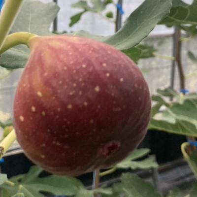 ふるさと納税 うきは市 【のし付き】【2026年産先行受付】いちじく(とよみつひめ8パック) 102-0209 |  | 01