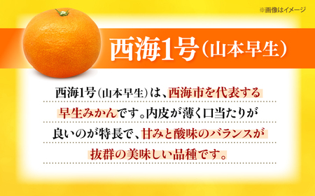 みかんドーム特選　西海1号（山本早生）約5kg＜道の駅さいかい みかんドーム＞ [CAI038]
