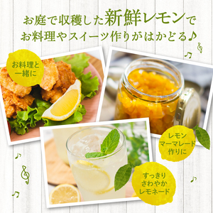 マイヤーレモン 実付き ２年生苗_Hf025_マイヤーレモン 実付き 2年生苗 一般的なレモンより甘め 品種 オレンジ レモン 自然交雑  柑橘類 苗木 家庭菜園 乾燥に強い 生命力旺盛 育てやすい 