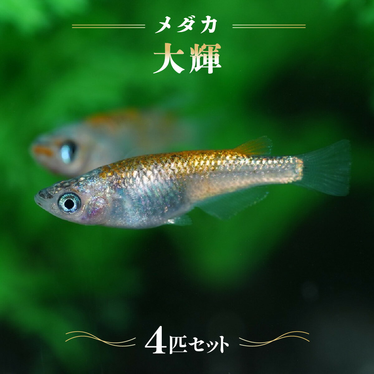 【ふるさと納税】メダカ「大輝」4匹セット　お届け：発注後、1〜2週間程度 HNNAD006