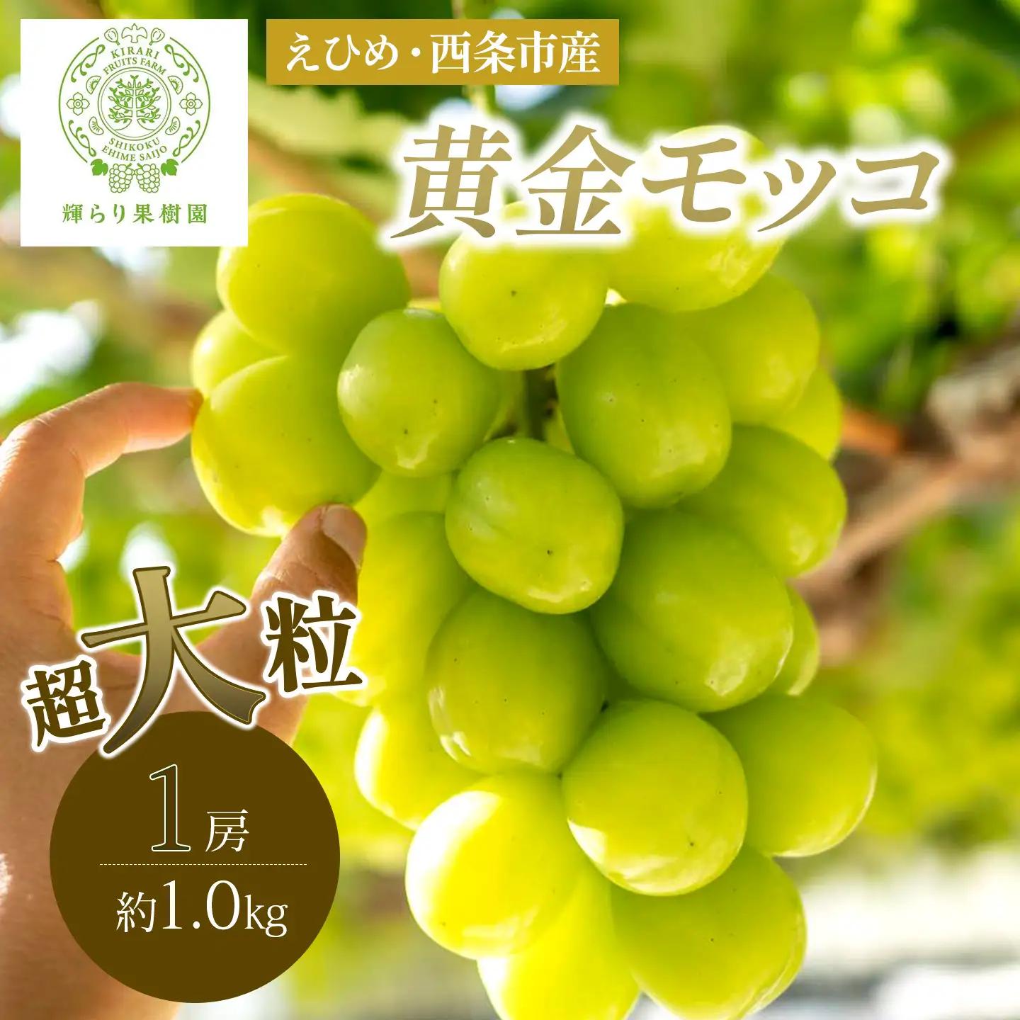 完熟朝摘み 超大粒ぶどう 黄金モッコ（雄宝） 1房（1㎏）【7月下旬～発送開始】　夏ぶどう