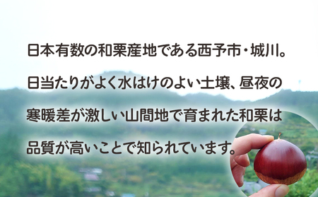 ＜栗の王様 銀寄栗（生栗）2L（約1kg）＞ 銀寄 ぎんよせ 甘い 生栗 和栗 マロン 栗 くり 栗ごはん 栗きんとん 甘露煮 旬 国産 産地直送 城川ファクトリー 愛媛県 西予市【冷蔵】『2026年