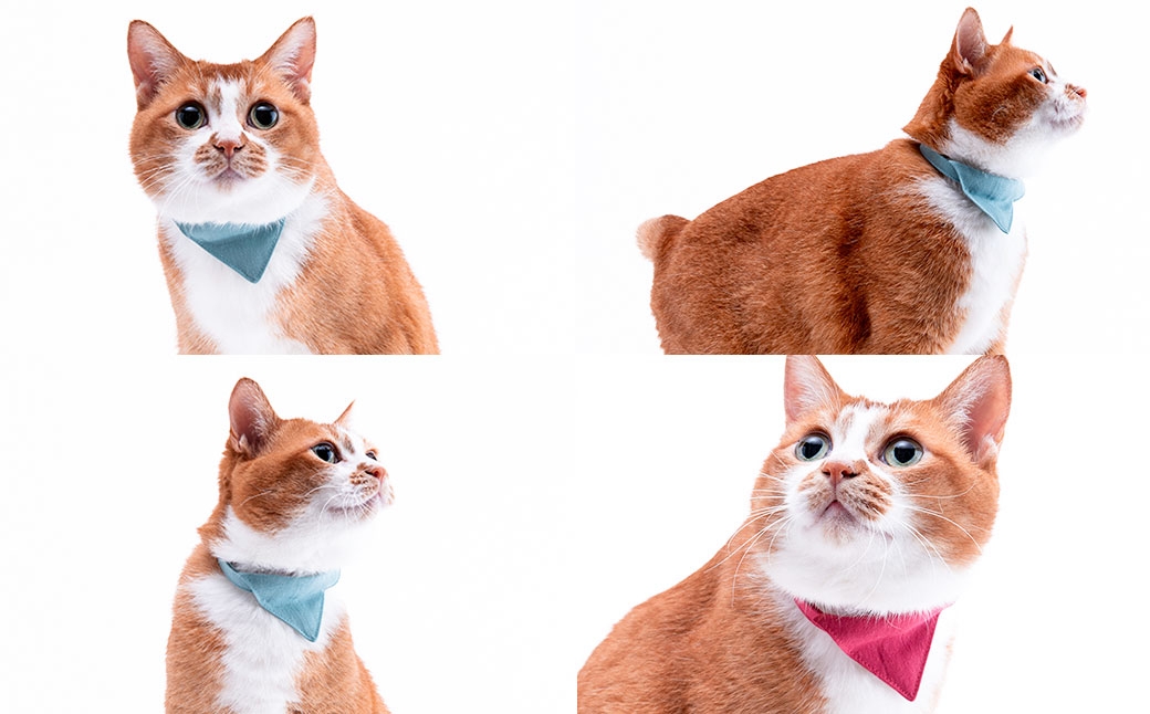 ぽぽねこ バンダナ付き猫首輪 MUJIコットンプレーン