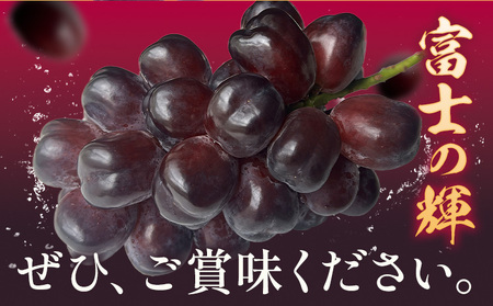 富士の輝1房《8月下旬-9月下旬頃出荷予定》富士の輝きぶどう果物フルーツ贈り物お取り寄せフルーツ【配送不可地域あり】(離島)