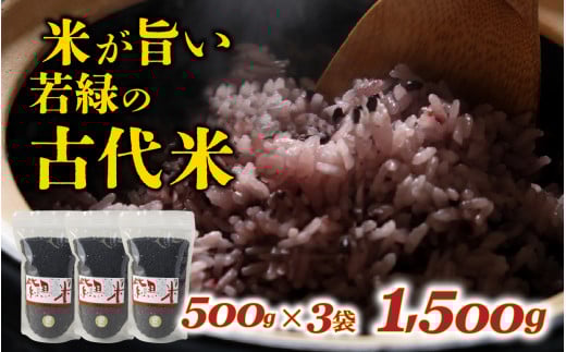 若緑の古代米 500g×3袋 計1.5kg / こめ 米 おこめ 黒米 ご飯 国産 栄養 アントシアニン 常温 雑穀米 紫黒米 