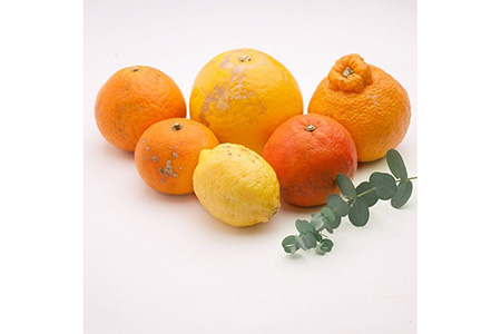 ＜1月より発送＞厳選 柑橘詰合せ2.5kg+250g（傷み補償分）◇【有田の春みかん詰め合わせ・フルーツ詰め合せ・オレンジつめあわせ】【光センサー選別】 ※北海道・沖縄・離島への配送不可 ※2026年1月上旬～4月下旬頃に順次発送予定