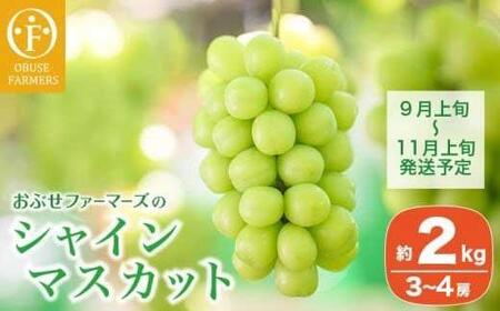 シャインマスカット 約2kg 3～4房 ［おぶせファーマーズ］ 果物 フルーツ ぶどう 葡萄 数量限定 先行予約 長野 信州 令和8年産 【2026年9月上旬～11月上旬発送】