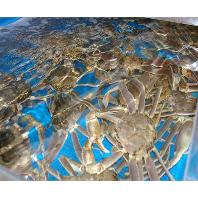 ふるさと納税 京丹後市 日本海産　ブランド蟹　茹で松葉蟹【厳選】大サイズmatubakani900 |  | 03