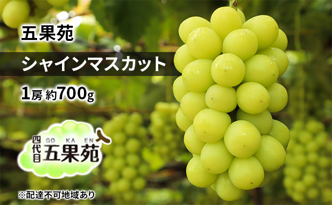 ぶどう 2025年 先行予約 シャイン マスカット 1房 約700g  ぶどう フルーツ 果物 贈り物 ギフト 岡山 五果苑