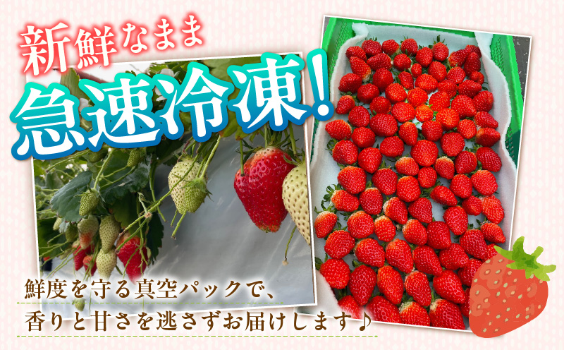 至福の凍果　章姫（あきひめ）500g×3袋・D037