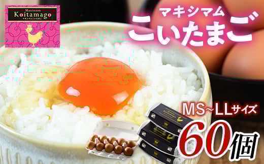 【TVで話題沸騰！】とにかく黄身が濃いたまご「マキシマムこいたまご」60個入り 伊達市 福島県 国産 MS～LLサイズ 卵 たまご 玉子 生卵 鶏卵 F21C-181