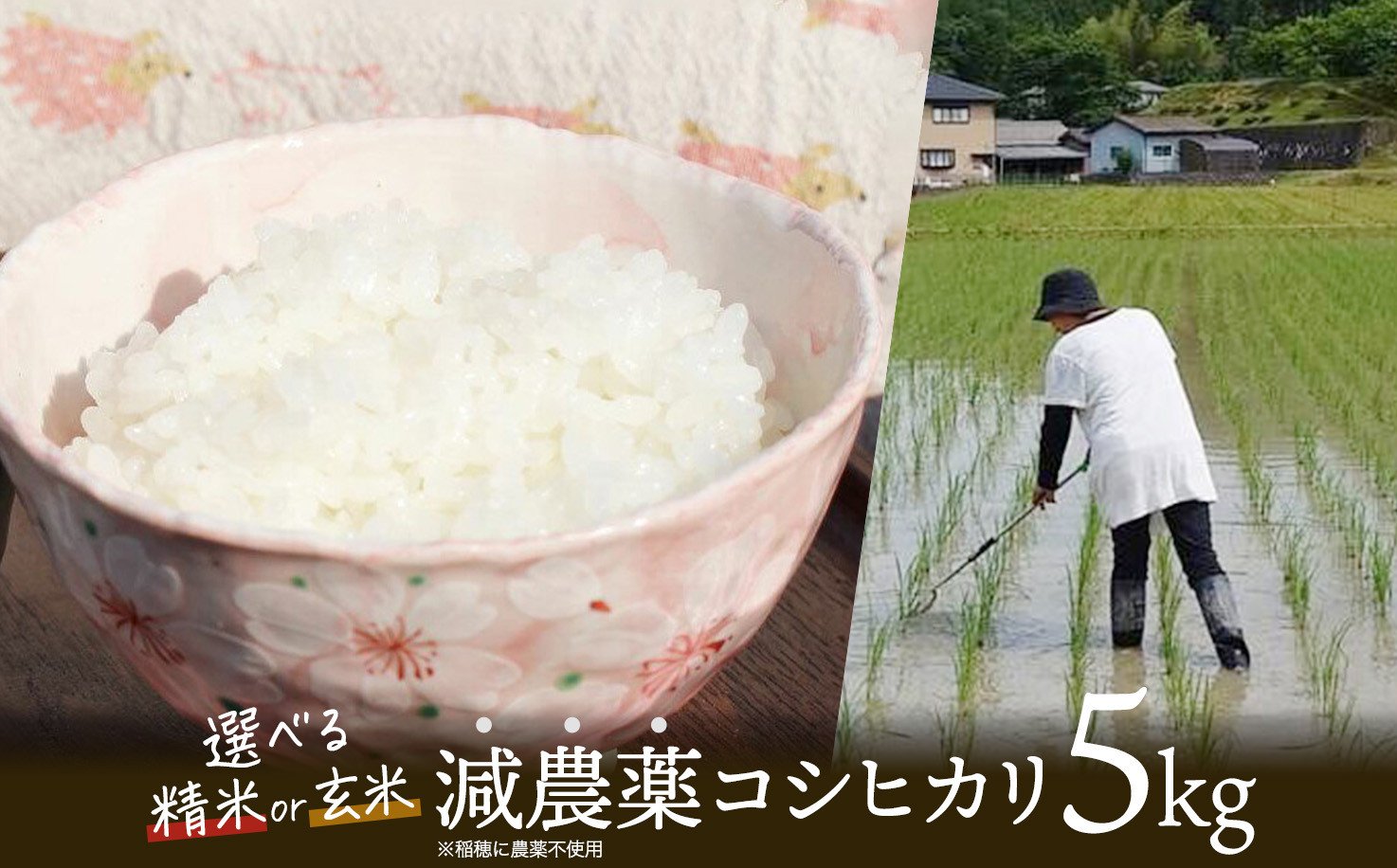
            【選べる精米具合】令和7年産 新米 稲穂に農薬不使用 コシヒカリ5kg （ 精米 / 玄米 ）【 R7 こしひかり 白米 玄米 お米 米 こめ 農家直送 国産 ごはん ご飯 白飯 ゴハン ふるさと おすすめ 5キロ 選べる 京都 綾部 】
          