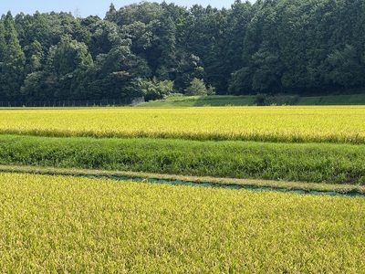 【令和7年度先行予約】こしひかり 20kg 鈴鹿山麓の銘水が育てた米、米どころ三重県産小山田地区「こしひかり（精米）」20kg 小山田米