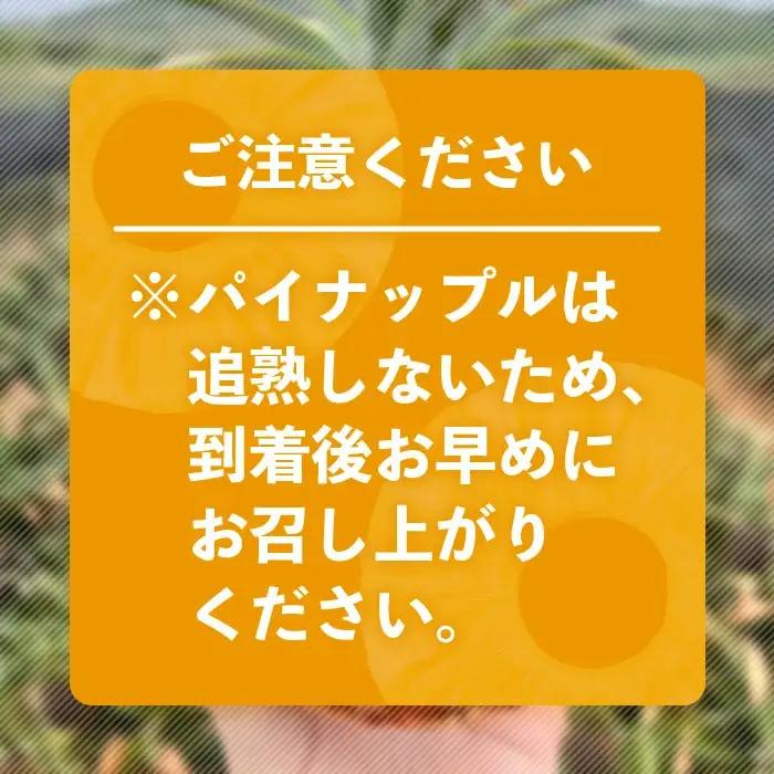 《2027年4月上旬以降発送》爽香果 スナックパイン 2玉 約1.8kg