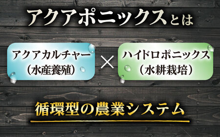 水耕栽培野菜 サニーレタス 6株[BGBT001]