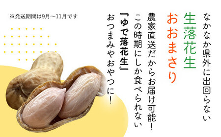 【先行予約・新豆 】【栽培期間中農薬不使用】千葉県産 大粒 農家直送！「生落花生」おおまさり３kg　【 ふるさと納税 人気 おすすめ ランキング 皮付き 殻付き ピーナッツ ピーナツ 落花生 千葉県 