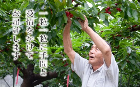 【令和9年産】さくらんぼ 紅秀峰 バラ詰め 2Lサイズ 500g 山形県鶴岡産 鈴木弥吉さくらんぼ園 K-939